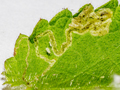 Amauromyza labiatarum leaf-mine